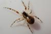 Anelosimus_sl sp.